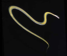 Clip: Xem loài rắn phi thân trên không trung