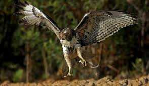 Clip: Ác chiến kinh hoàng giữa rắn đuôi chuông độc và diều hâu đuôi đỏ