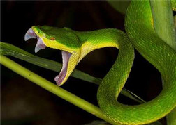 Clip: Rắn tiêu diệt chuột trong bóng tối