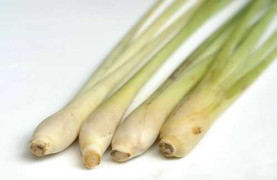 Công dụng chữa bệnh mùa đông kỳ diệu của cây sả