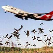 Chim trời va vào tàu bay, Vietjet tạm hoãn một số chuyến bay