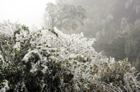 Miền Bắc rét đậm, có khả năng xuất hiện băng giá