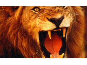 Clip: Sự khát máu của Chúa sơn lâm