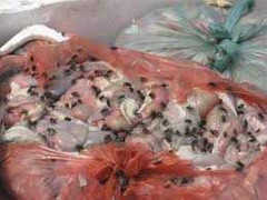 Bắt 500kg lòng lợn thối, da lợn bẩn