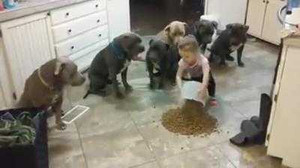 Tròn mắt xem bé gái 4 tuổi cho đàn chó ăn