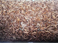 Sâu lạ Trung Quốc tuồn vào Việt Nam