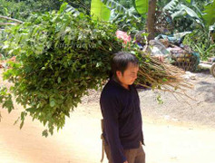 'Thần y' rời núi cứu người và bài thuốc 'thách thức tử thần'