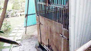 Bé trai 3 tuổi bị gấu nhà cắn đứt cánh tay