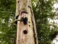 Clip: Chim điên cuồng tấn công rắn