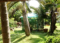 Gấu nhà cắn lìa tay bé trai 3 tuổi: Không ai kiểm tra 'đại gia' nuôi gấu?