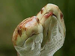 Cận cảnh những con rắn hai đầu kỳ dị