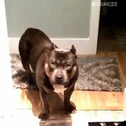 Clip: Chó thông minh biết 'bày tỏ thái độ'