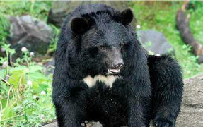 Gấu nhà cắn lìa tay bé trai 3 tuổi: Trách nhiệm thuộc về ai?