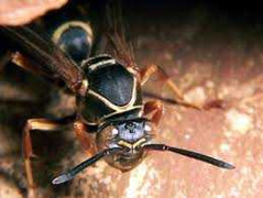 Xem ong vò vẽ dùng chiêu hiểm hạ gục nhện khủng