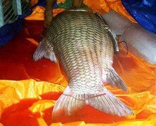 Cá hô 'khủng' 110kg được đưa về TP.HCM