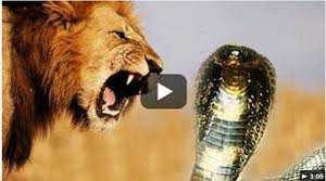 Xem rắn hổ mang phun nọc độc vào mắt sư tử