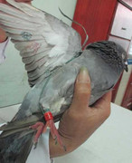 Kết luận về chim bồ câu mang ký tự lạ dưới cánh