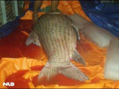 Lại bắt được cá hô khủng 110kg