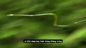 Cận cảnh loài rắn bay lượn như chim
