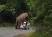 Clip: Voi lao ra đường chặn xe, leo lên nóc ôtô