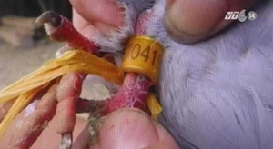 Video: Kết luận chính thức về chim bồ câu mang ký tự lạ