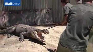 Video: Bắt cá sấu gần nửa tấn bằng thòng lọng