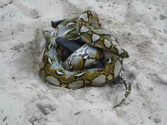 Clip: Ác chiến kinh hoàng giữa dơi khổng lồ và trăn