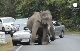 Voi đực ngứa mông làm móp xe du khách