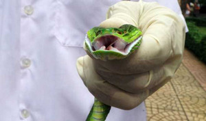 Rắn lục đuôi đỏ bị cắt rời đầu vẫn cắn, phóng nọc độc