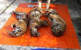 Hổ đông lạnh 300kg bị phanh thây giấu trong mùn cưa