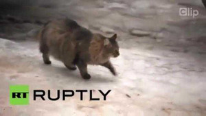 Cảm động cảnh mèo ủ ấm cứu sống bé trai bị bỏ rơi