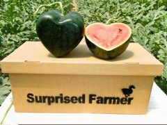 Độc, lạ dưa hấu hình trái tim giá 8 triệu/cặp