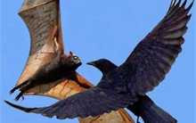 Clip: Ác chiến giữa dơi và quạ