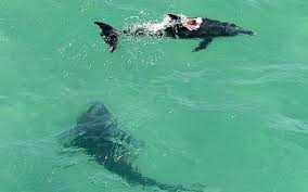 Kinh hoàng cá mập 'xé xác' cá heo