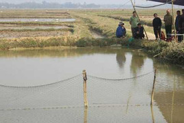 Rơi xuống ao cá, 2 cháu bé 3 tuổi tử vong