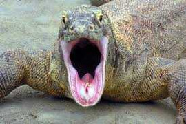 Clip: 'Quái vật thời tiền sử' đoạt mạng rắn hổ mang