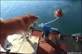 Hành động 'giết người' của chú chó ma mãnh