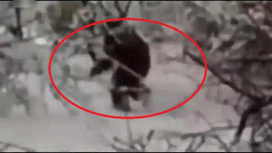Lại quay được clip người tuyết bí ẩn trong rừng Nga