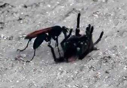 Video: Ong bắp cày chích nọc độc hạ gục nhện đen