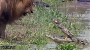 Cá sấu ngoi lên bờ tranh giành mồi với sư tử