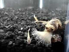 Xem ốc nón giết chết con mồi bằng chất độc