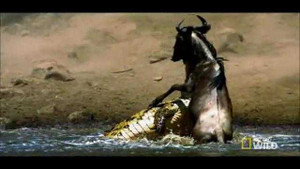 Đàn linh dương khổng lồ vượt sông bị cá sấu tàn sát thảm khốc