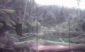 Kinh hoàng cảnh cây đổ hàng loạt ngay trước mũi ôtô