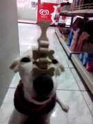 Chó trổ tài giữ thăng bằng khéo léo