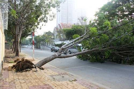 Cây xanh bật gốc chắn ngang đường, giao thông tắc nghẽn