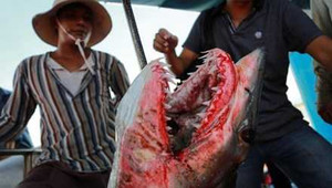 Thú vị chuyện săn lùng ‘cọp biển’ giữa trùng khơi