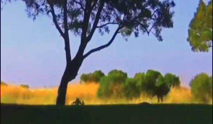 Đại bàng vừa hạ gục trăn vừa 'khoe vũ đạo'