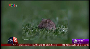 Sân Old Trafford trước vấn nạn chuột