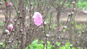 Chợ đào Nhật Tân mở sớm