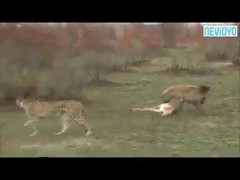 Cười vỡ bụng clip nai thoát chết nhờ 2 kẻ địch mải hằm hè tranh mồi